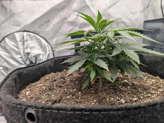 Blueberry Muffin . Week 4 - She's a bush with very tight node spacing and thinner more serrated fan leafs 