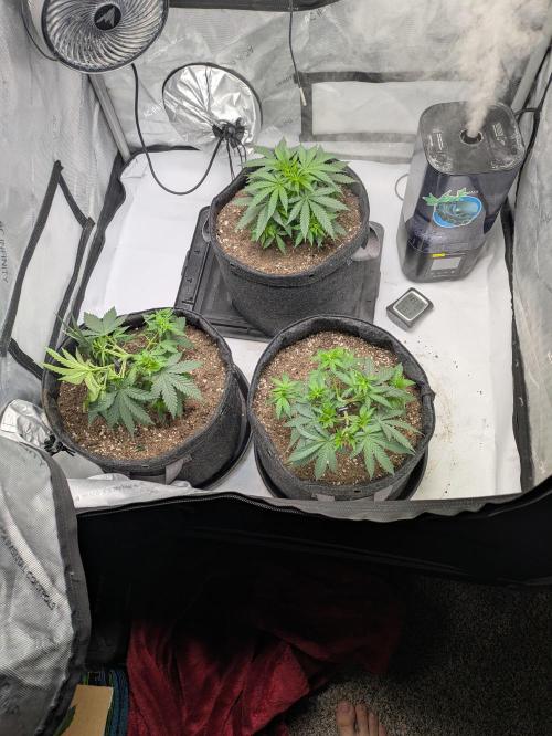 Blueberry Muffin . Week 5