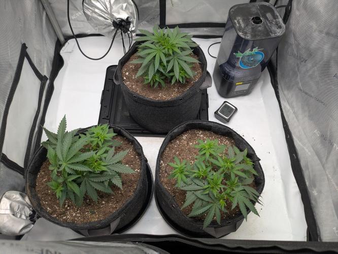 Blueberry Muffin . Week 5