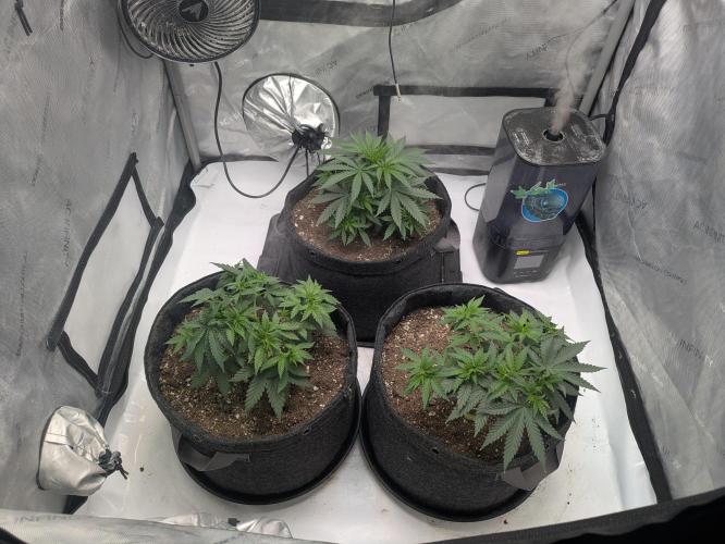 Blueberry Muffin . Week 5