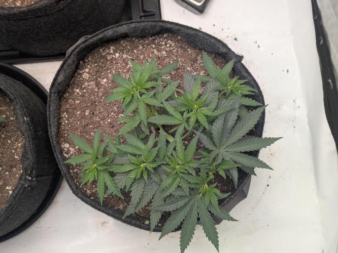 Blueberry Muffin . Week 5