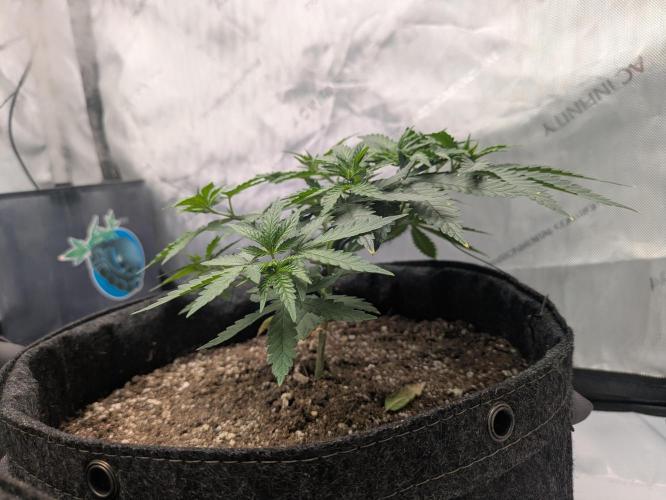 Blueberry Muffin . Week 5