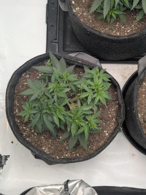 Blueberry Muffin . Week 5