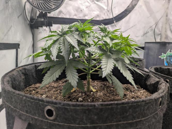 Blueberry Muffin . Week 5