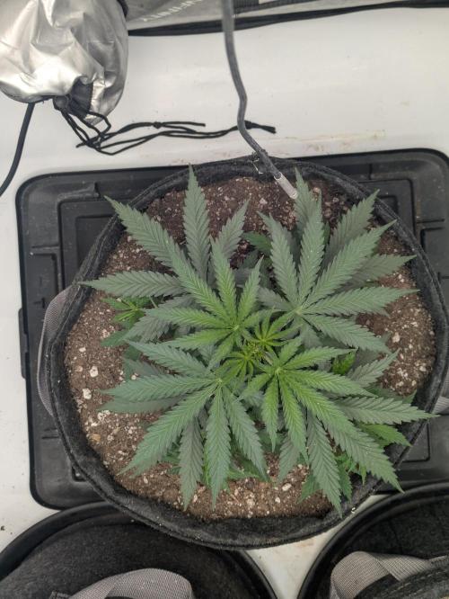 Blueberry Muffin . Week 5