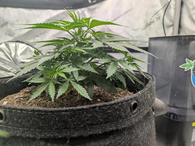 Blueberry Muffin . Week 5