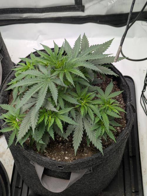 Blueberry Muffin . Week 5