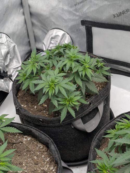 Blueberry Muffin . Week 5