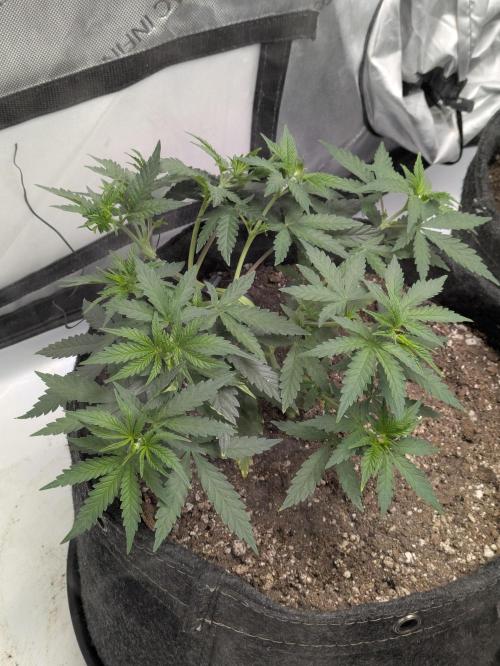 Blueberry Muffin . Week 5