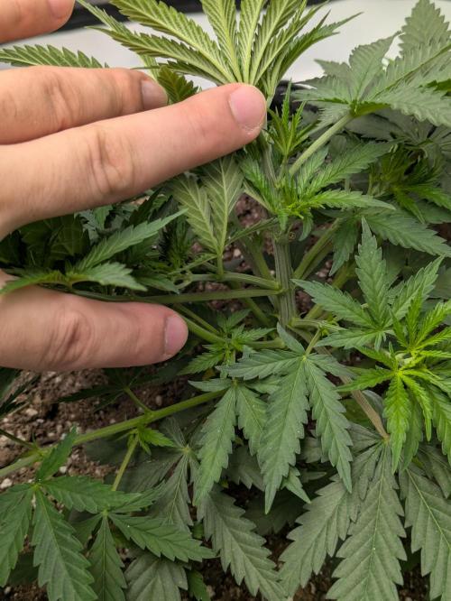 Blueberry Muffin . Week 5 - She has more bush than the 80's 