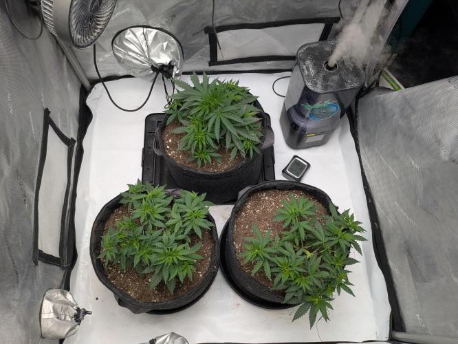 Blueberry Muffin . Week 5