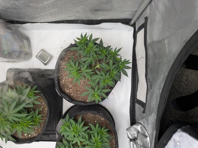 Blueberry Muffin . Week 5