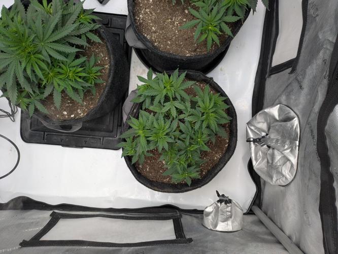 Blueberry Muffin . Week 5