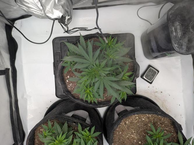 Blueberry Muffin . Week 5