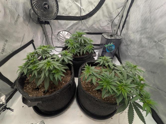 Blueberry Muffin . Week 5