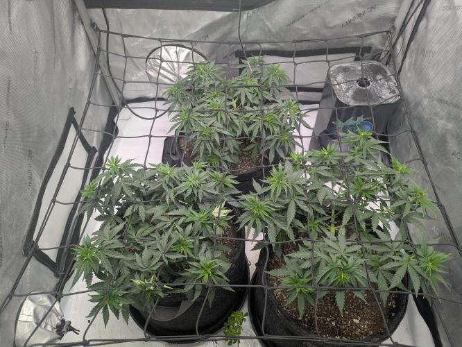 Blueberry Muffin . Week 6