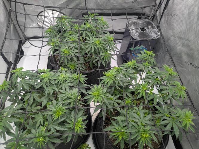 Blueberry Muffin . Week 6