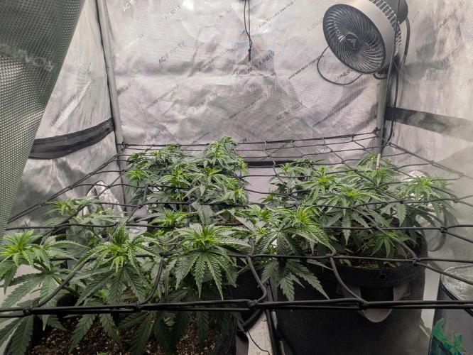 Blueberry Muffin . Week 6