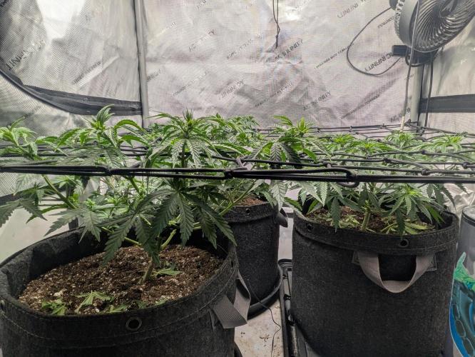 Blueberry Muffin . Week 6