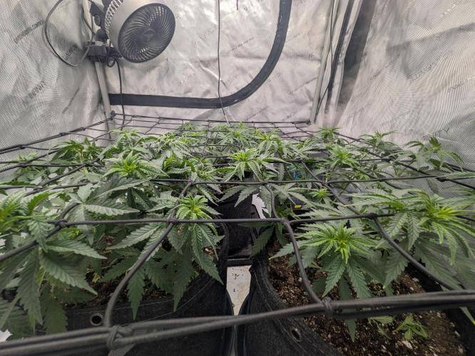 Blueberry Muffin . Week 6