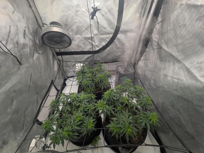 Blueberry Muffin . Week 6