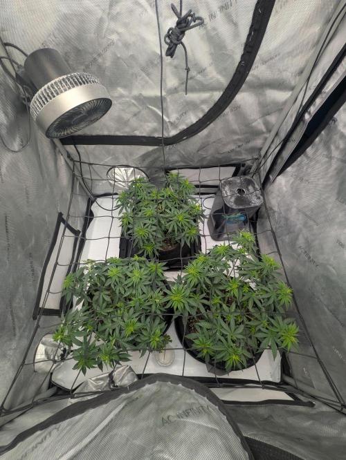 Blueberry Muffin . Week 6