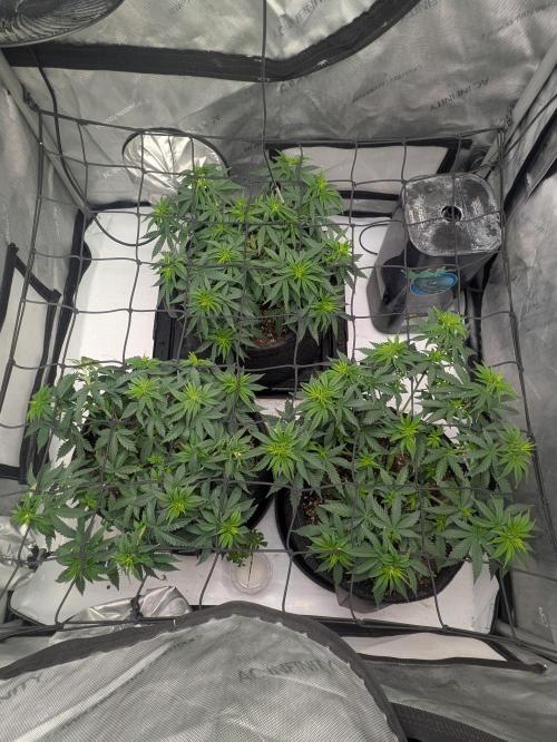 Blueberry Muffin . Week 6