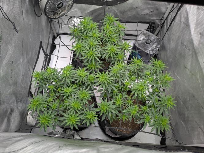 Blueberry Muffin . Week 7