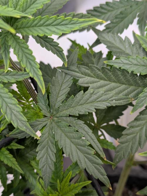 Blueberry Muffin . Week 7 - Funny looking leaf 