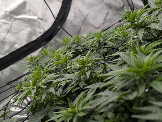 Blueberry Muffin . Week 7