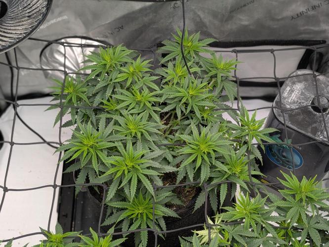 Blueberry Muffin . Week 7