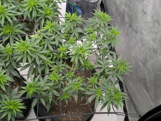 Blueberry Muffin . Week 7