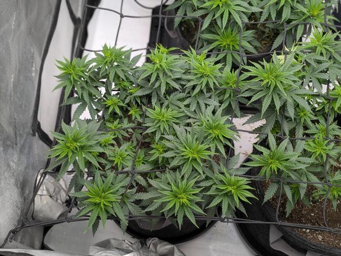 Blueberry Muffin . Week 7