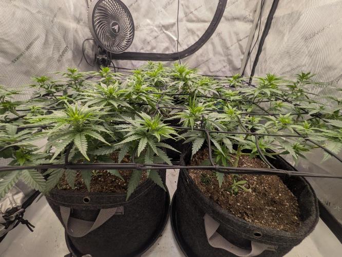 Blueberry Muffin . Week 7