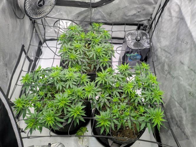 Blueberry Muffin . Week 7