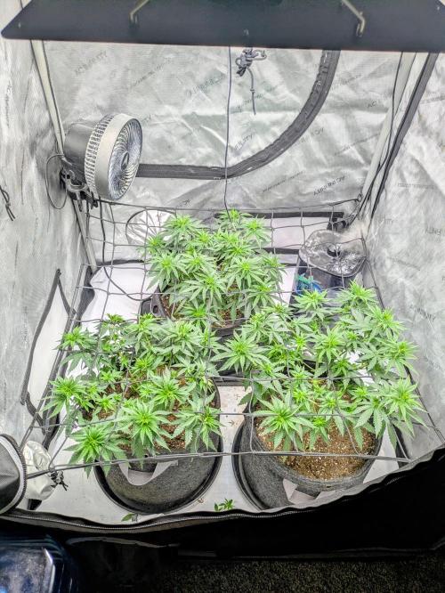 Blueberry Muffin . Week 7