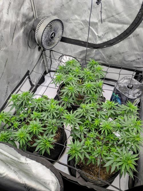 Blueberry Muffin . Week 7