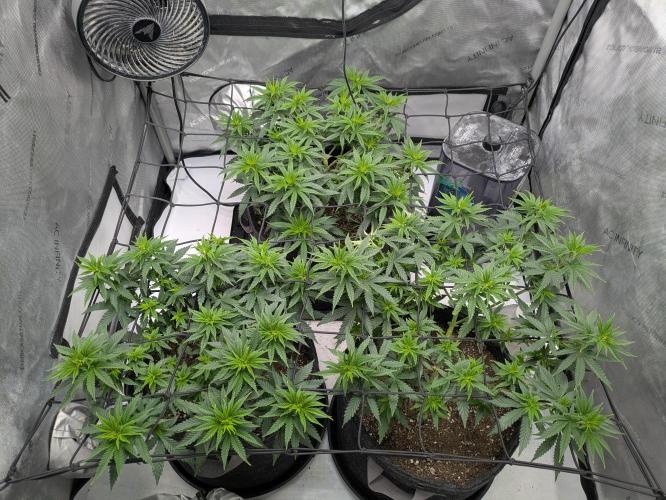 Blueberry Muffin . Week 7