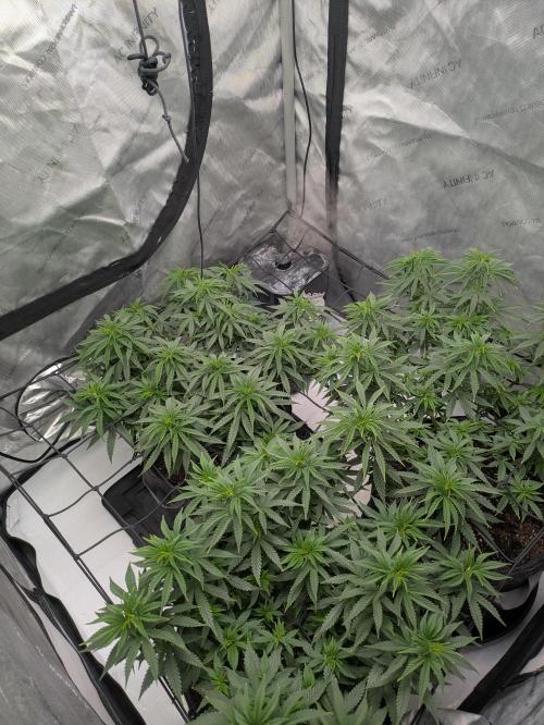 Blueberry Muffin . Week 8