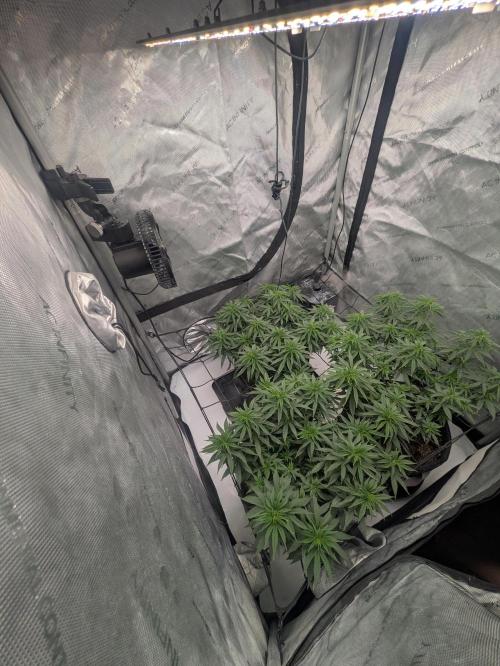 Blueberry Muffin . Week 8