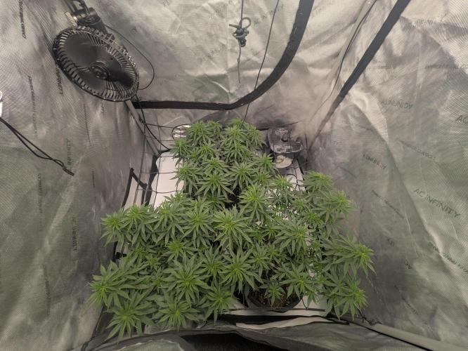 Blueberry Muffin . Week 8