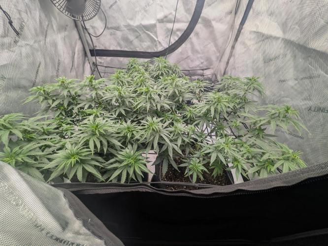 Blueberry Muffin . Week 8
