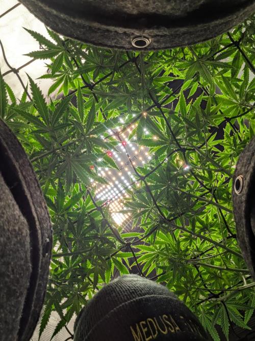 Blueberry Muffin . Week 8