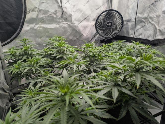 Blueberry Muffin . Week 8