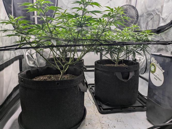 Blueberry Muffin . Week 8