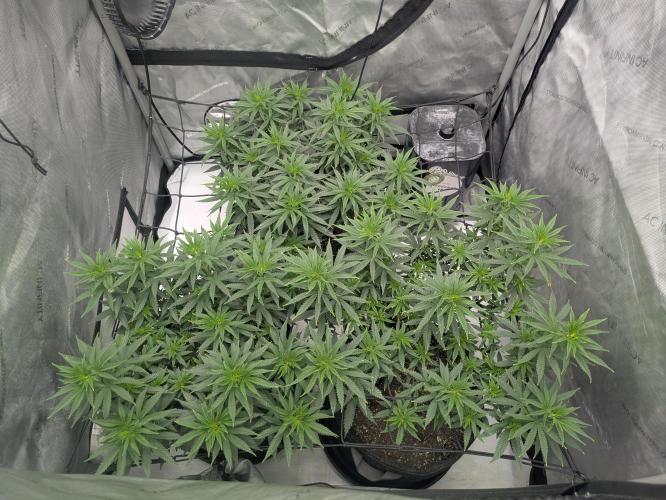 Blueberry Muffin . Week 9