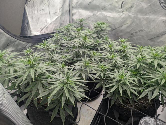 Blueberry Muffin . Week 9