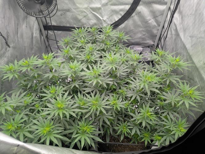 Blueberry Muffin . Week 9