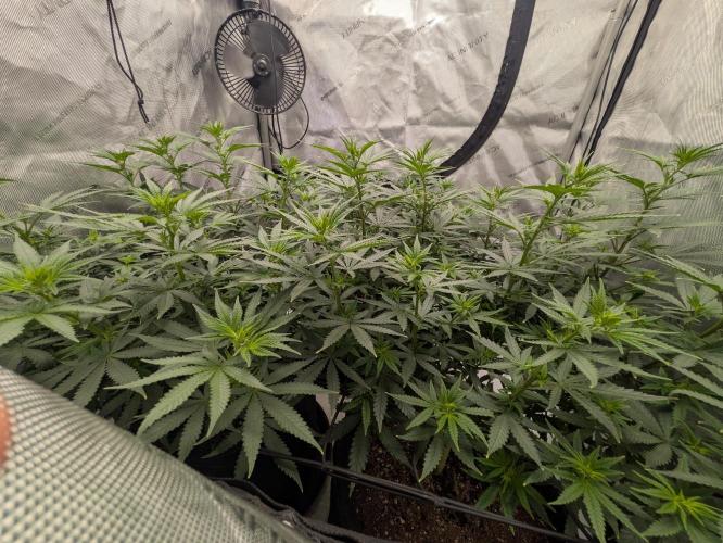 Blueberry Muffin . Week 9