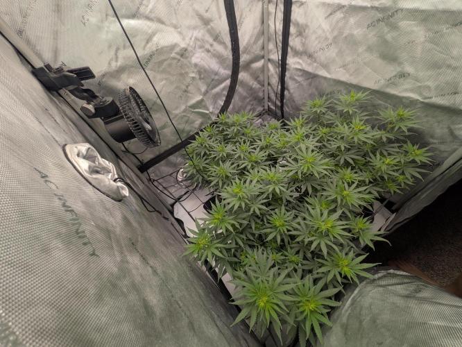 Blueberry Muffin . Week 9